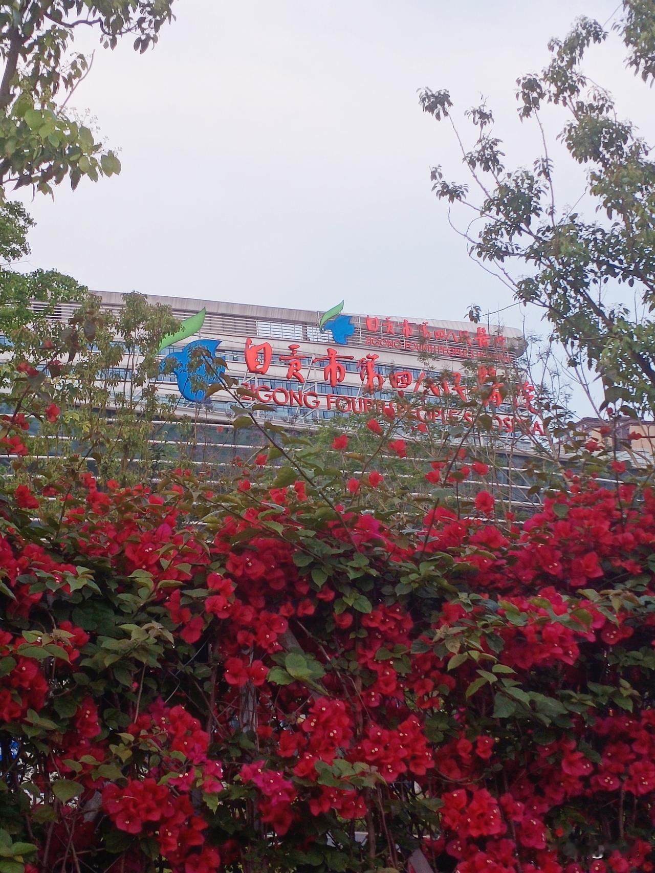 今天在自贡  哪儿的鲜花最灿烂
哪儿的花儿最慰心

我要说  恐怕只有四医院南湖