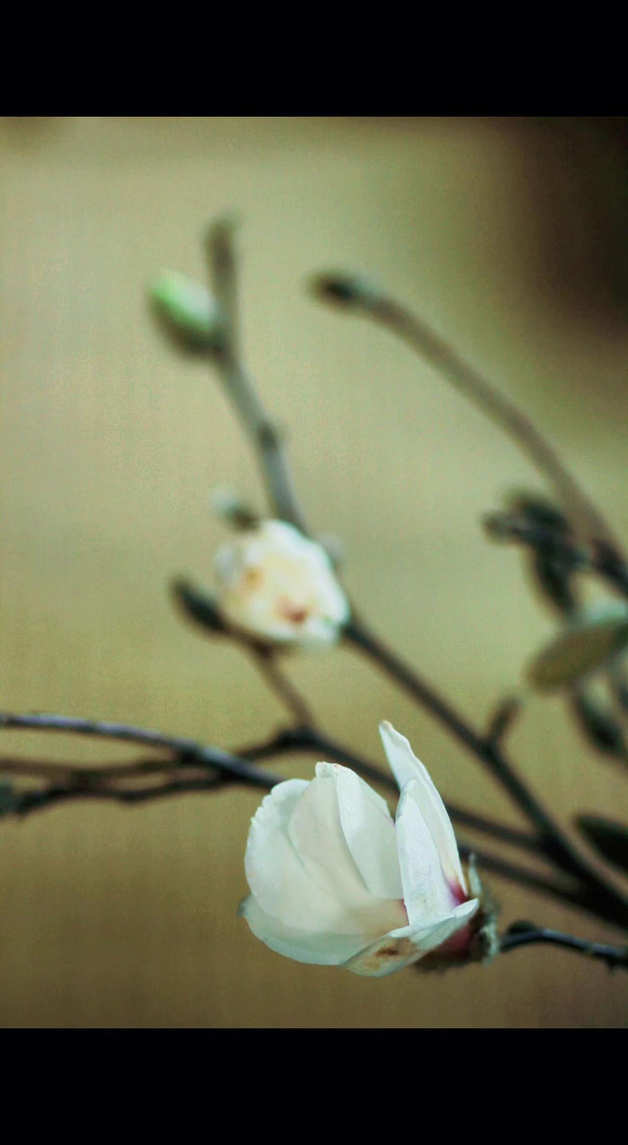 🌸玉兰花苞藏着春天的悄悄话，半开的花瓣像未写完的诗📜。时光不语，却把温柔都酿