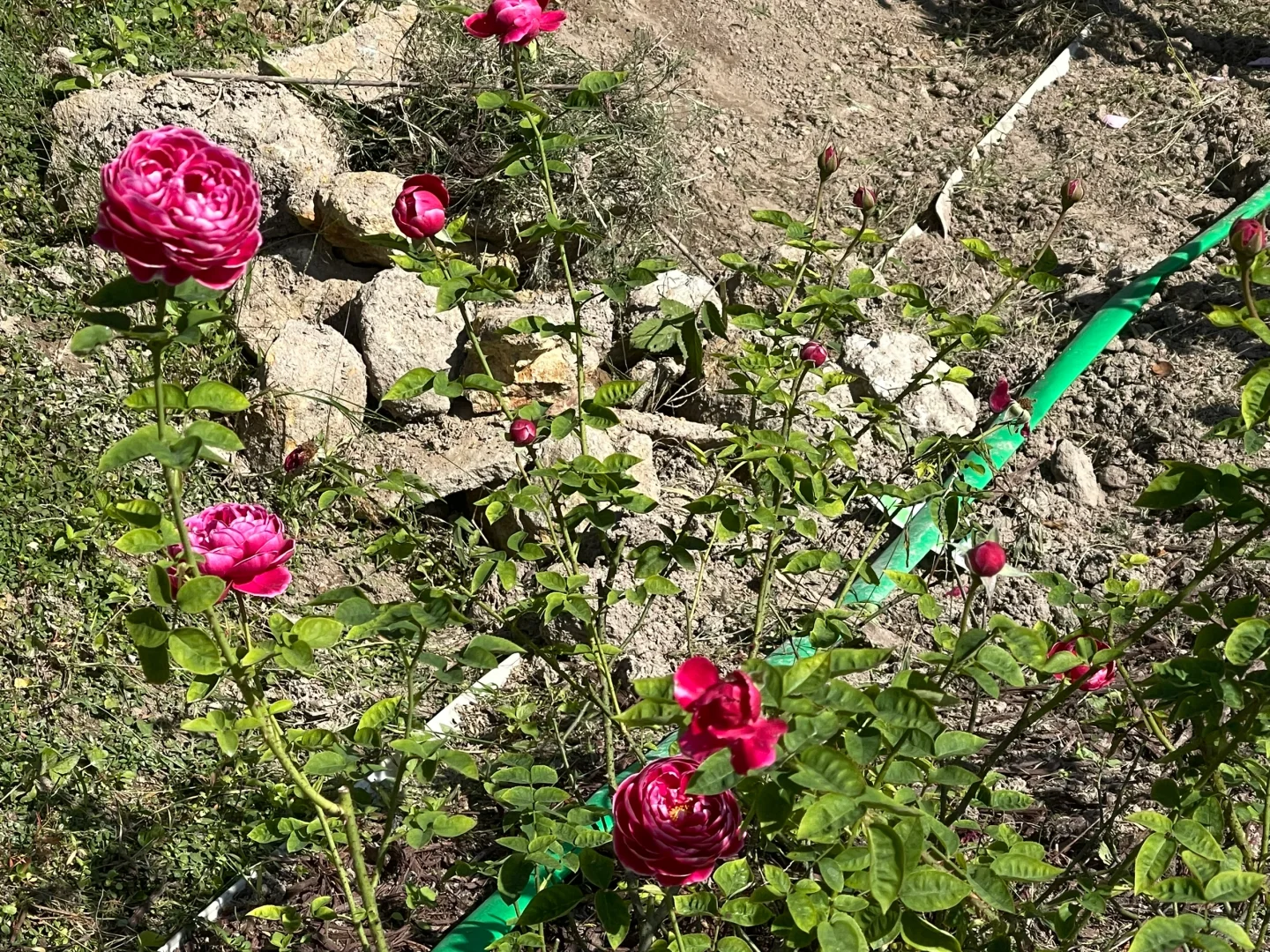 果汁阳台/日本玛丽秋花