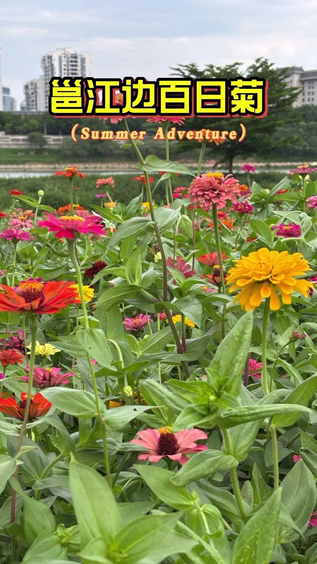 🌼凌铁桥新种了一大片百日菊，凑近看色彩超鲜亮，大片花海简直像闯入了童话世界，拍