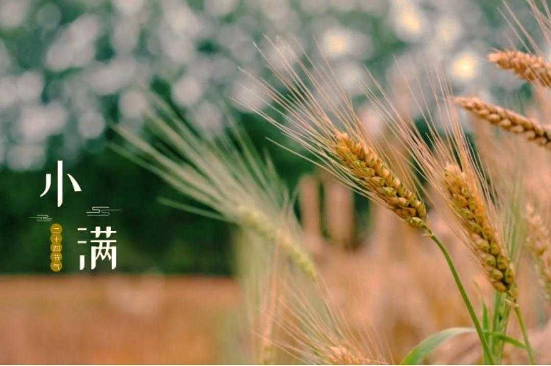 【原创作品】
    七律.小满遣怀
        文/张和平
南薰吹老楝花天