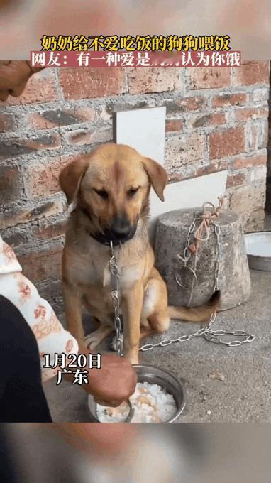 笑不活了!广东，因狗子不爱吃饭，所以奶奶每天给狗子做完饭后都会主动喂它吃。可是狗