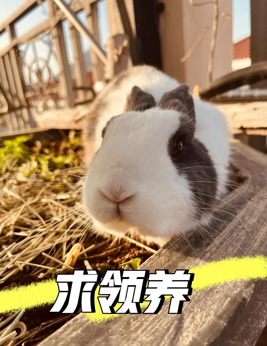 无偿领养｜超乖道奇兔 真心找心软靠谱家长
因为个人现实原因没办法继续陪伴小兔子了
