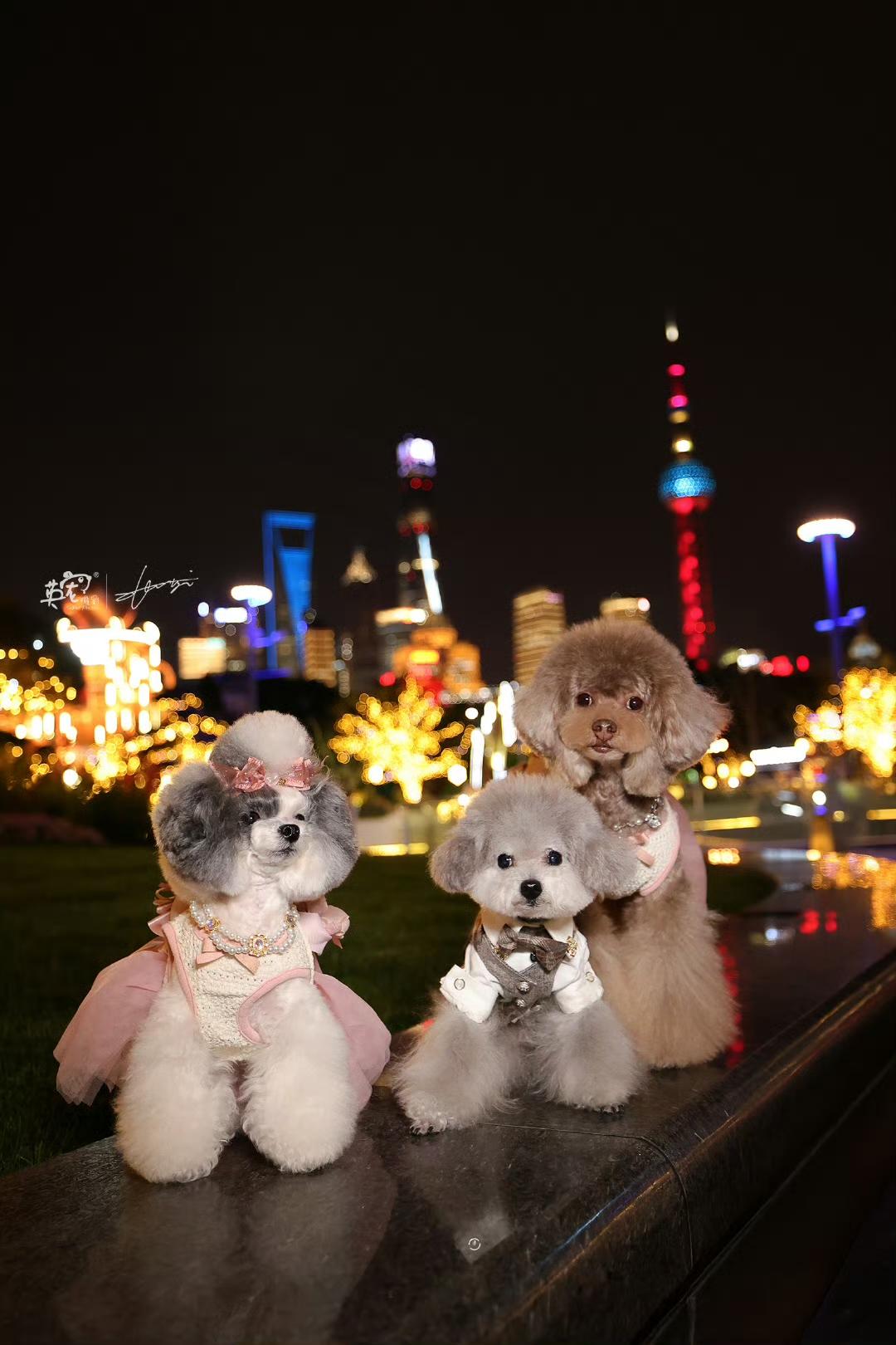 魔都夜景大片，主角居然是三只小可爱！[笑]