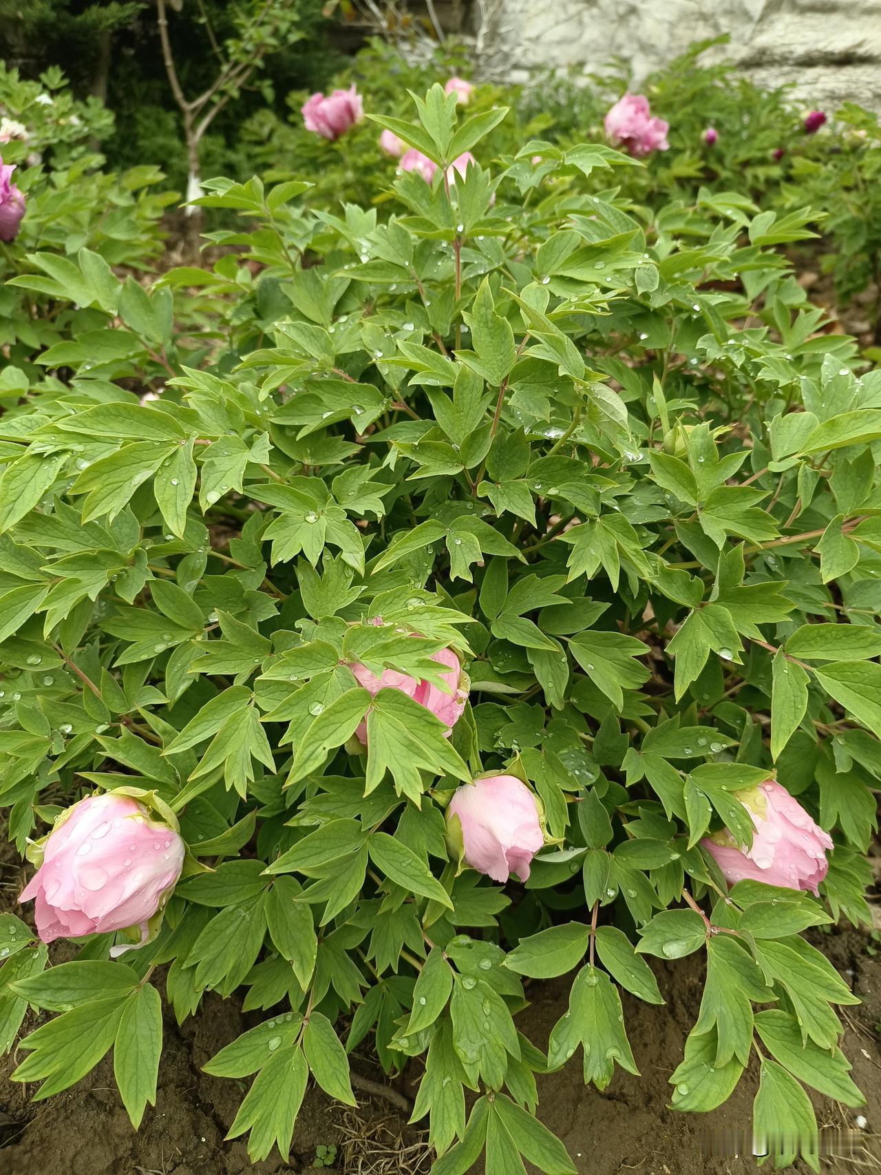 七律·春深清明（平水韵）
春去匆匆花渐谢，雨生谷长见农忙。
牡丹国色添神韵，鹊鸟