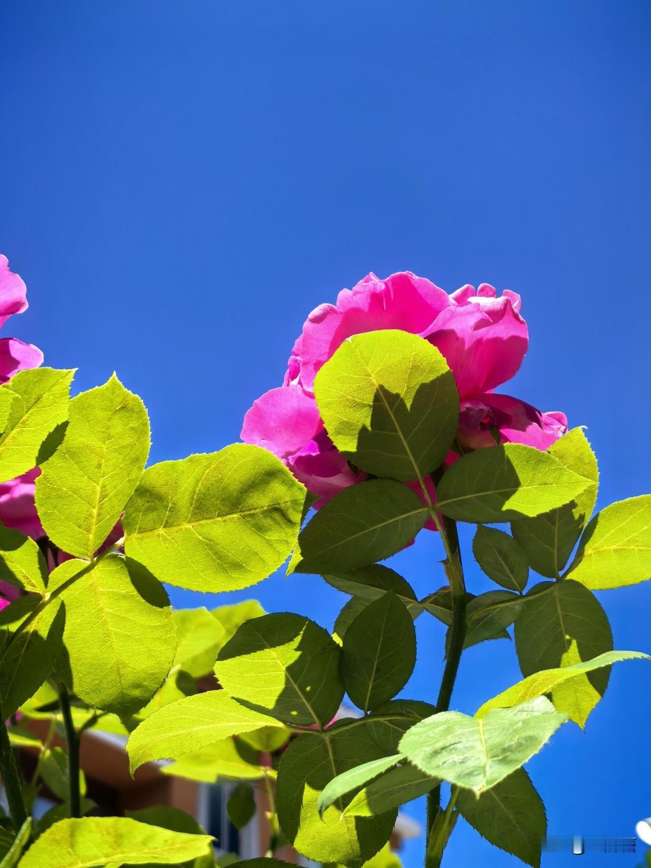 表哥和表嫂离婚了，
给了表嫂20万分手费，
表哥会离婚离不开大姑妈挑刺儿，
大姑