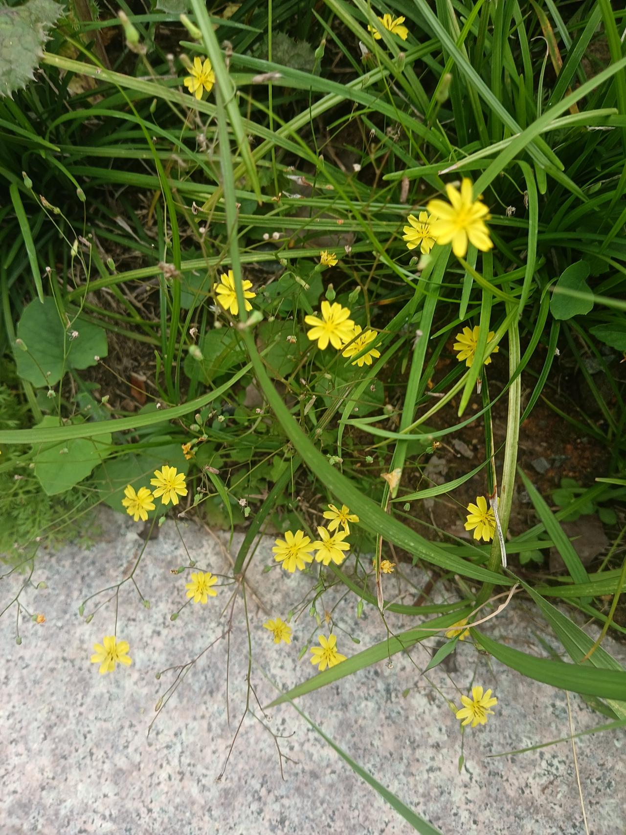 小黄花点缀绿意盎然，自然之美尽收眼底。🌸🌿