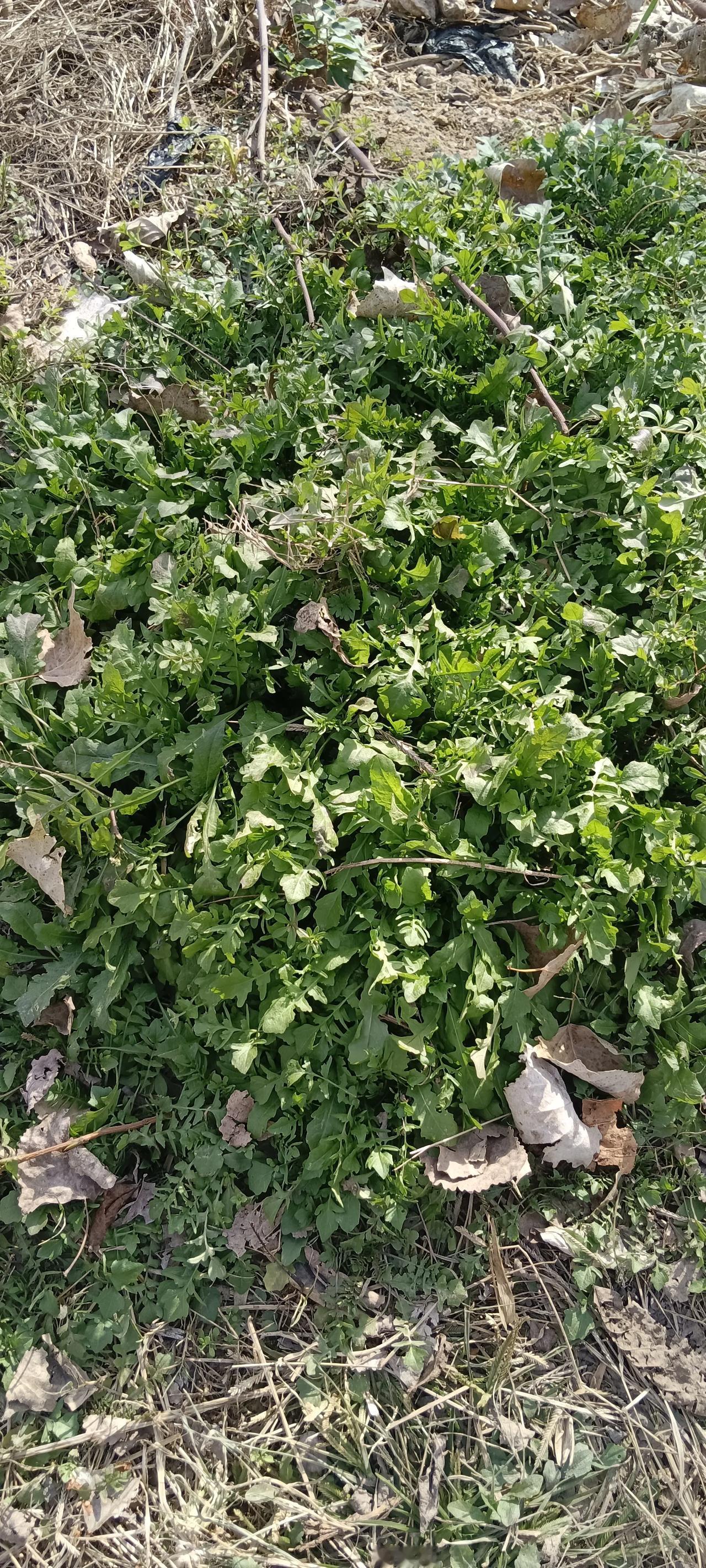 刚刚路过这里看起来好像能吃的野菜，嫩油油的，一点点都不老像，是真的吗？