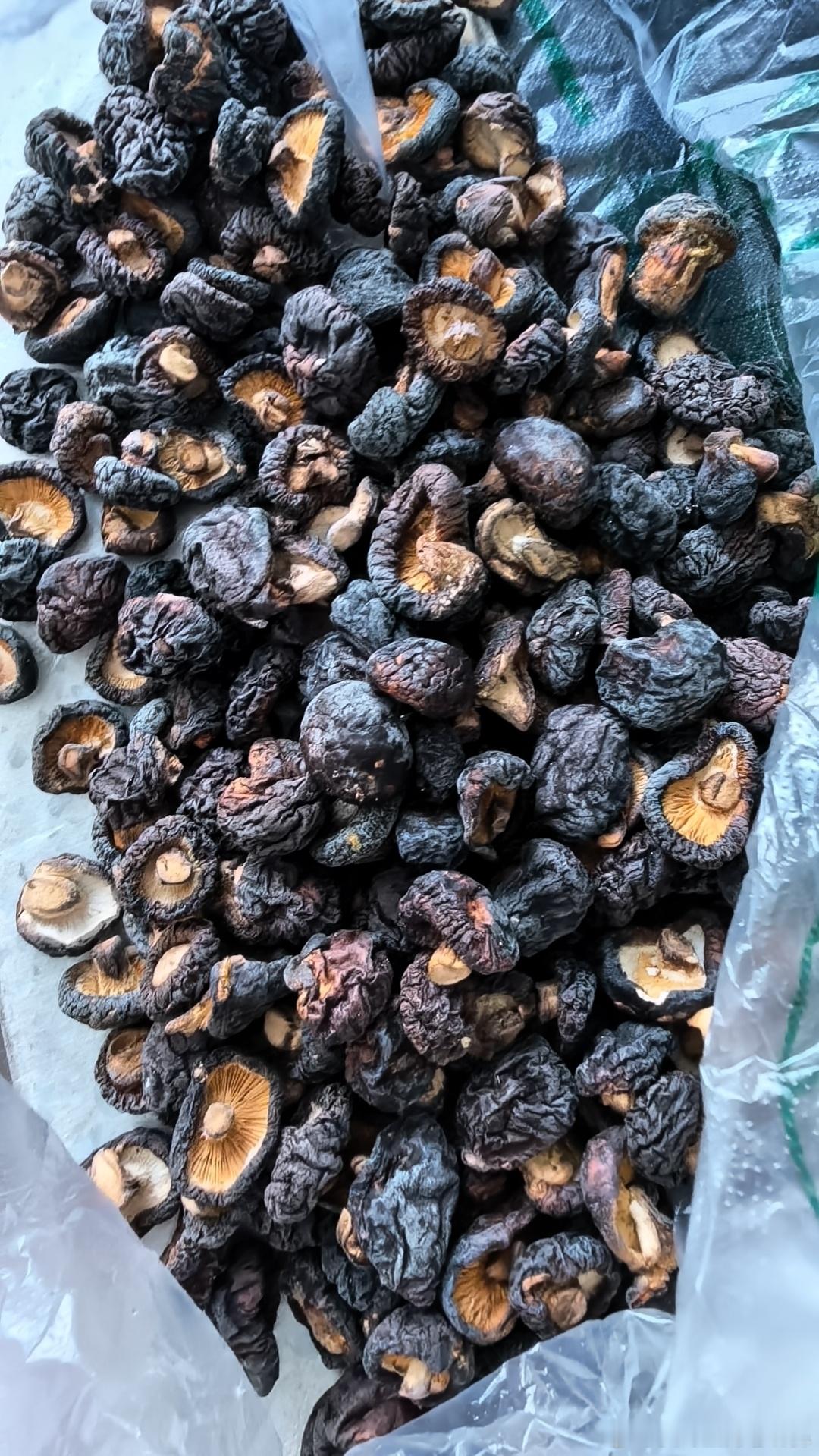 上个月去九华山买的干香菇。今天想起来吃打开一看长虫了。不是干的吗。怎么会长虫了呢