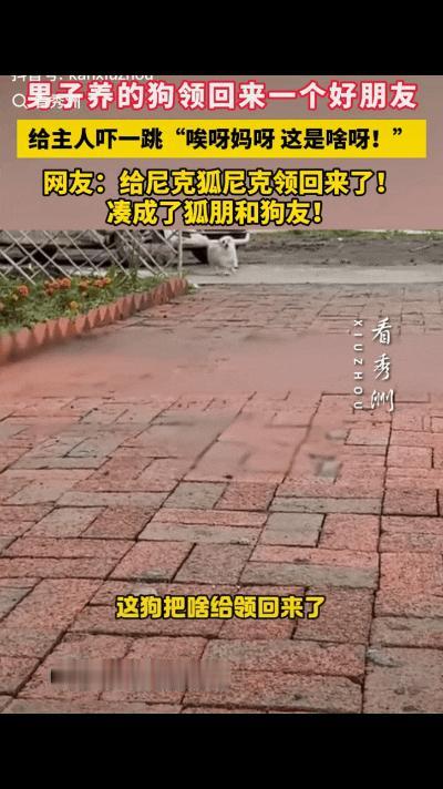 “笑岔气了！”黑龙江，一男子养的狗子不见了，喊了一声后，狗子竟然带着“新朋友”回