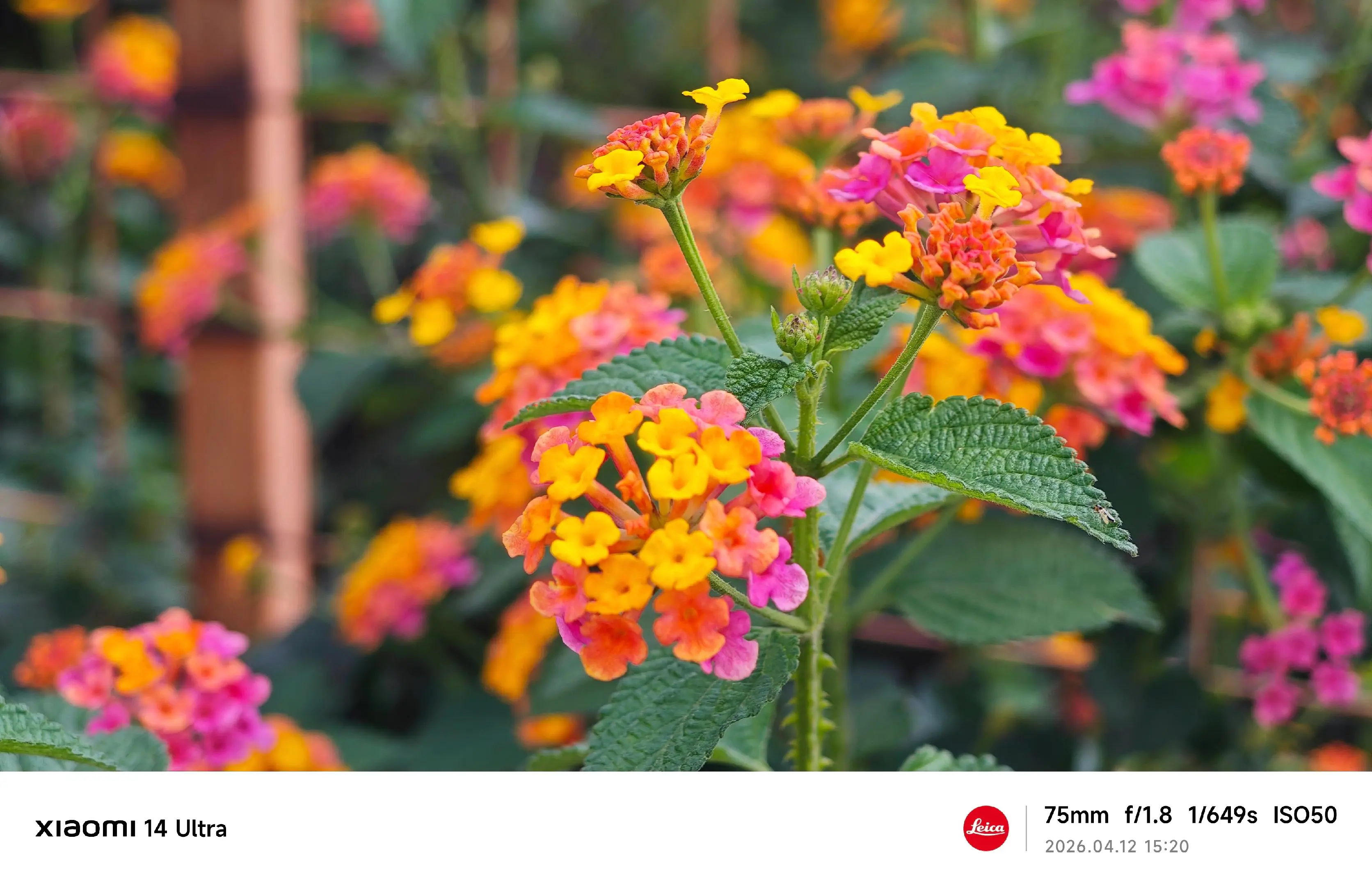 徕卡光学不负此刻