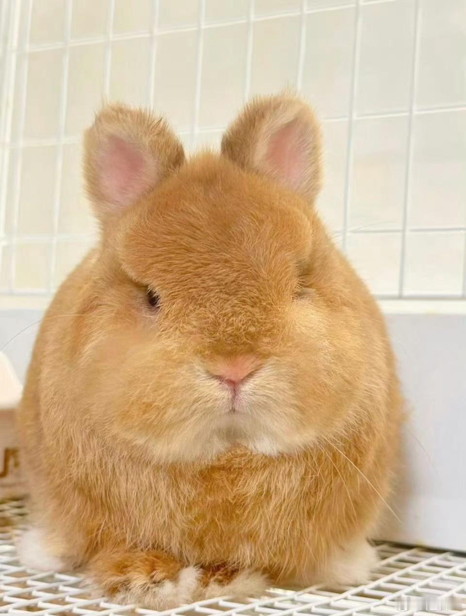 肥兔 