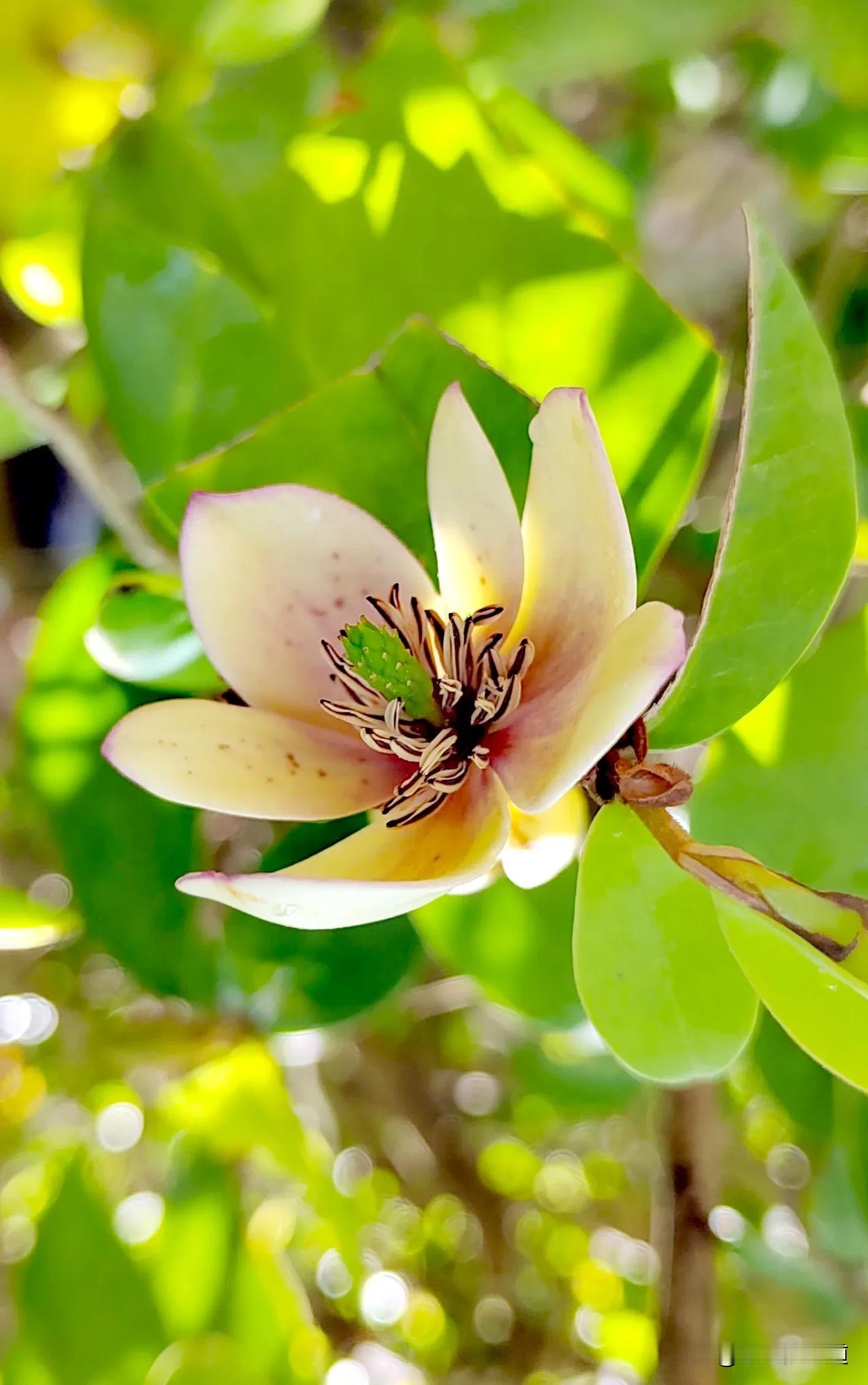 含笑花