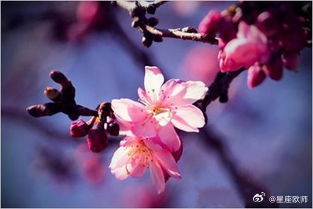 桃花后产了官非刑灾，叫做「桃花煞」，有些人原来平安无事，可是把了桃花运之后就发生