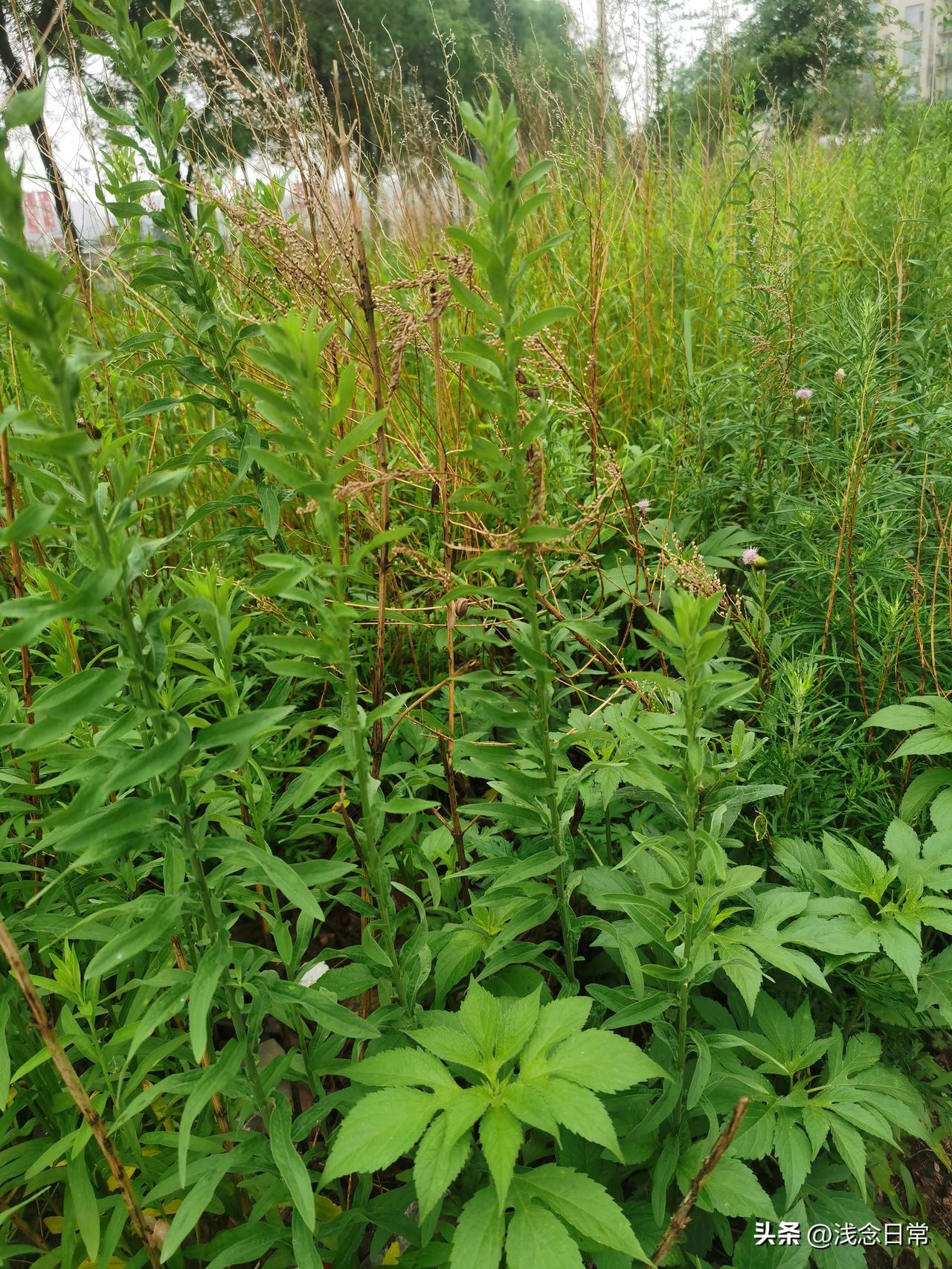 友友们，我辛辛苦苦开垦的荒地，该不该让给邻居？
退休后住进农村，就盼着吃上纯天然