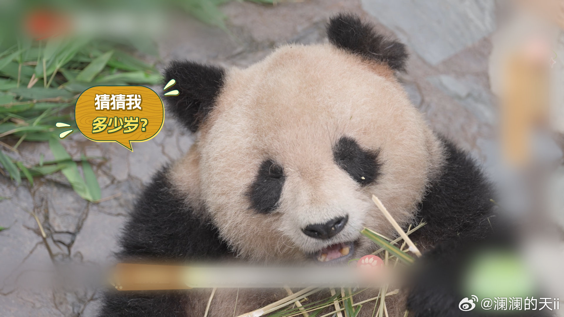 【在汶川天台山看熊猫野化毕业】天台山野培熊猫迎来毕业季，看看属于三组母幼的结业生