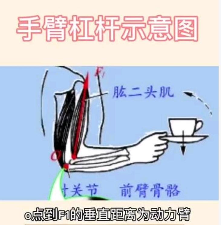 〔运动系统组成：骨连结、关节、骨骼肌〕
结合实际生活。了解运动系统。
人端盘子为