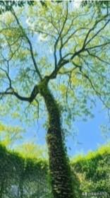 随拍蓝天下的树抬头仰望澄澈的蓝天，树木舒展着枝桠伸向辽阔天际。枝叶层层叠叠，映着