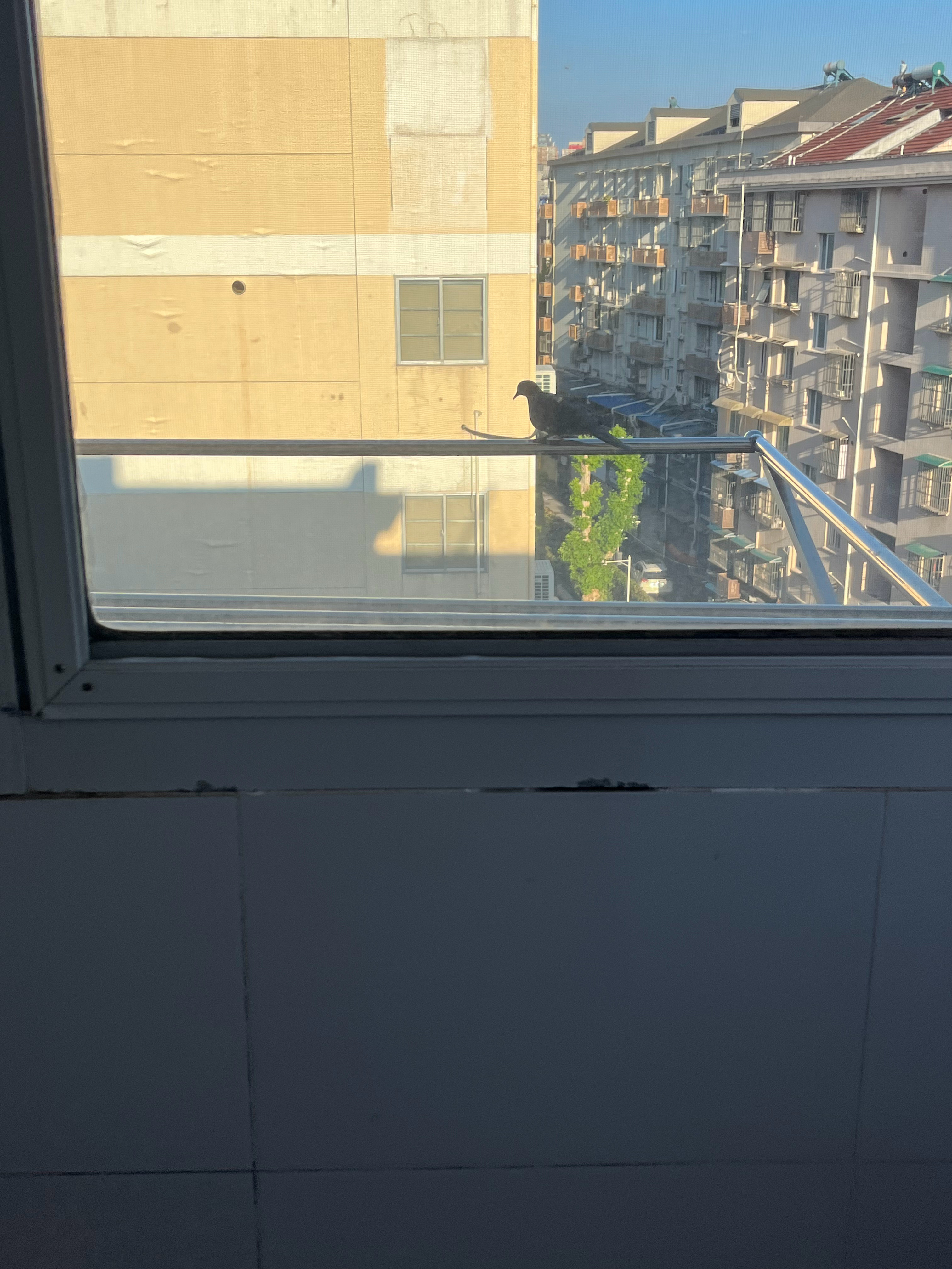 观鸟中 ​​​