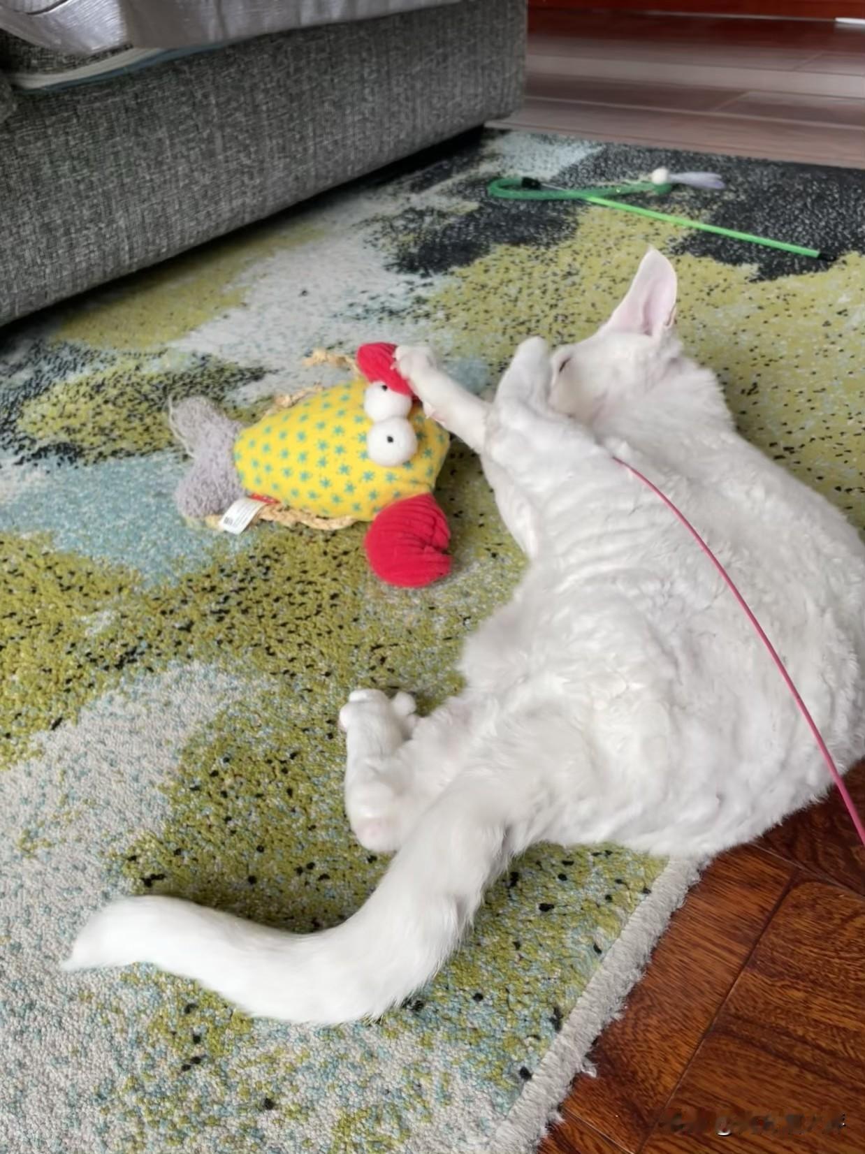 我家猫咪很可爱，下图是它在和它的阿贝贝小螃蟹玩得不亦说乎。