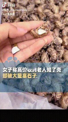 缺大德了！陕西铜川，一女子高价收购知了壳，结果被坑得很惨。10个壳里有8个都掺了