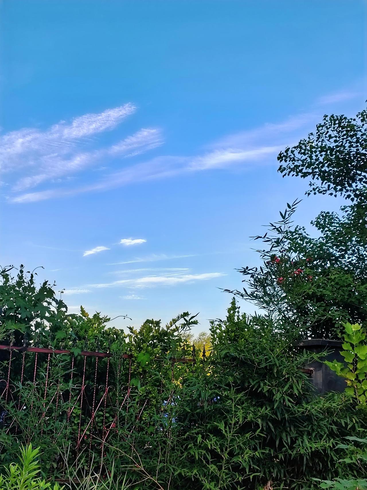今天早晨去公园散步，看到天空中这蓝天白云，拿起手机随手拍这美丽的风景，记录日常生