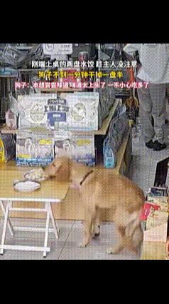 只有些入魔的爱狗人士才觉得这样还很可爱吧？
老板刚刚准备好的两盘饺子，转头的功夫