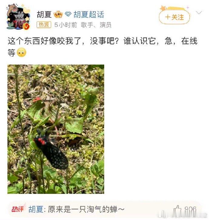 咬胡夏的蝉是什么品种胡夏演唱会惊现"蝉联"嘉宾！[doge] 这届粉丝太狠了，连