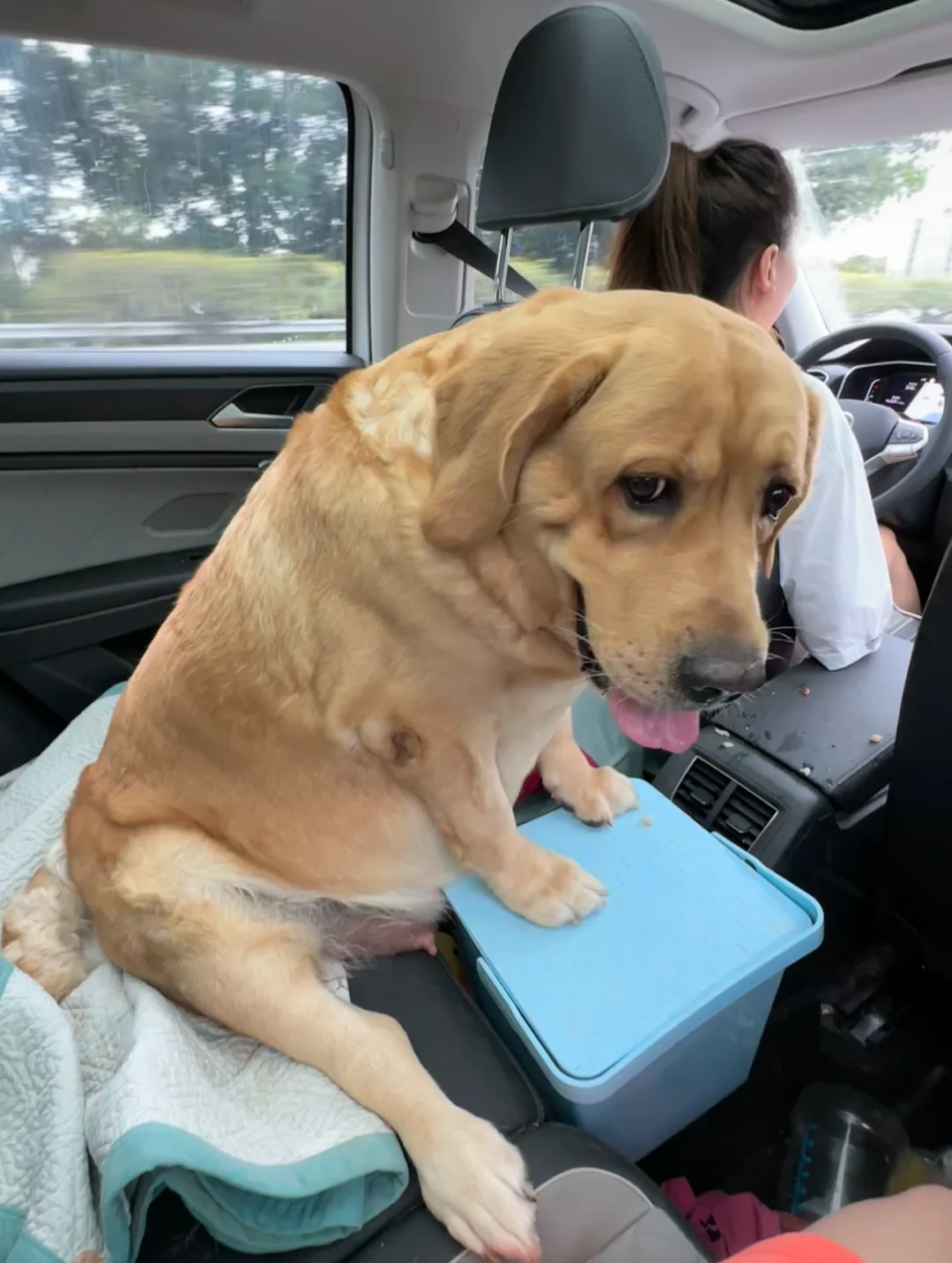 箱子里螃蟹总跑出来，小狗想了想按住了