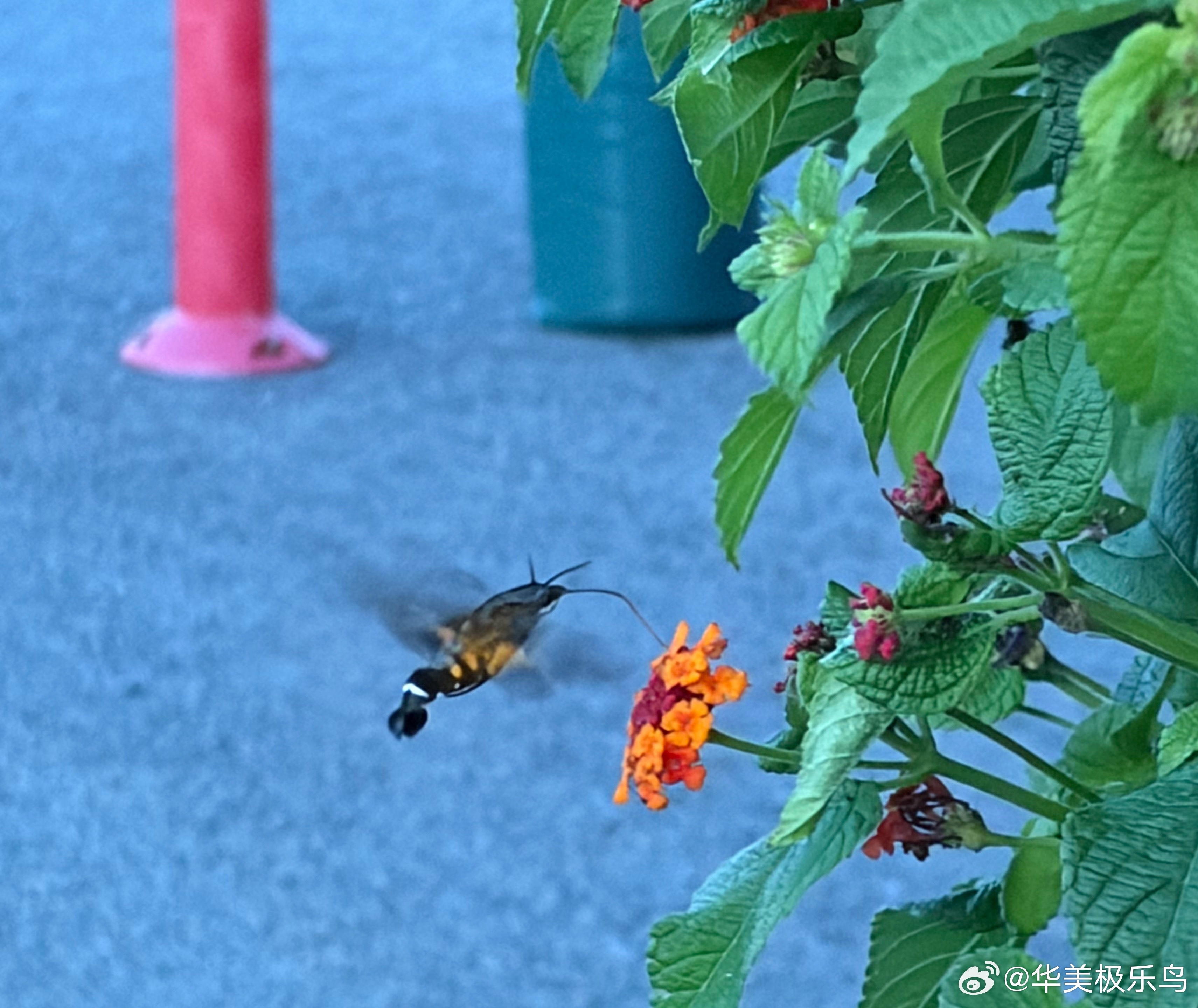 亚洲没有蜂鸟这是一只蛾子！ 