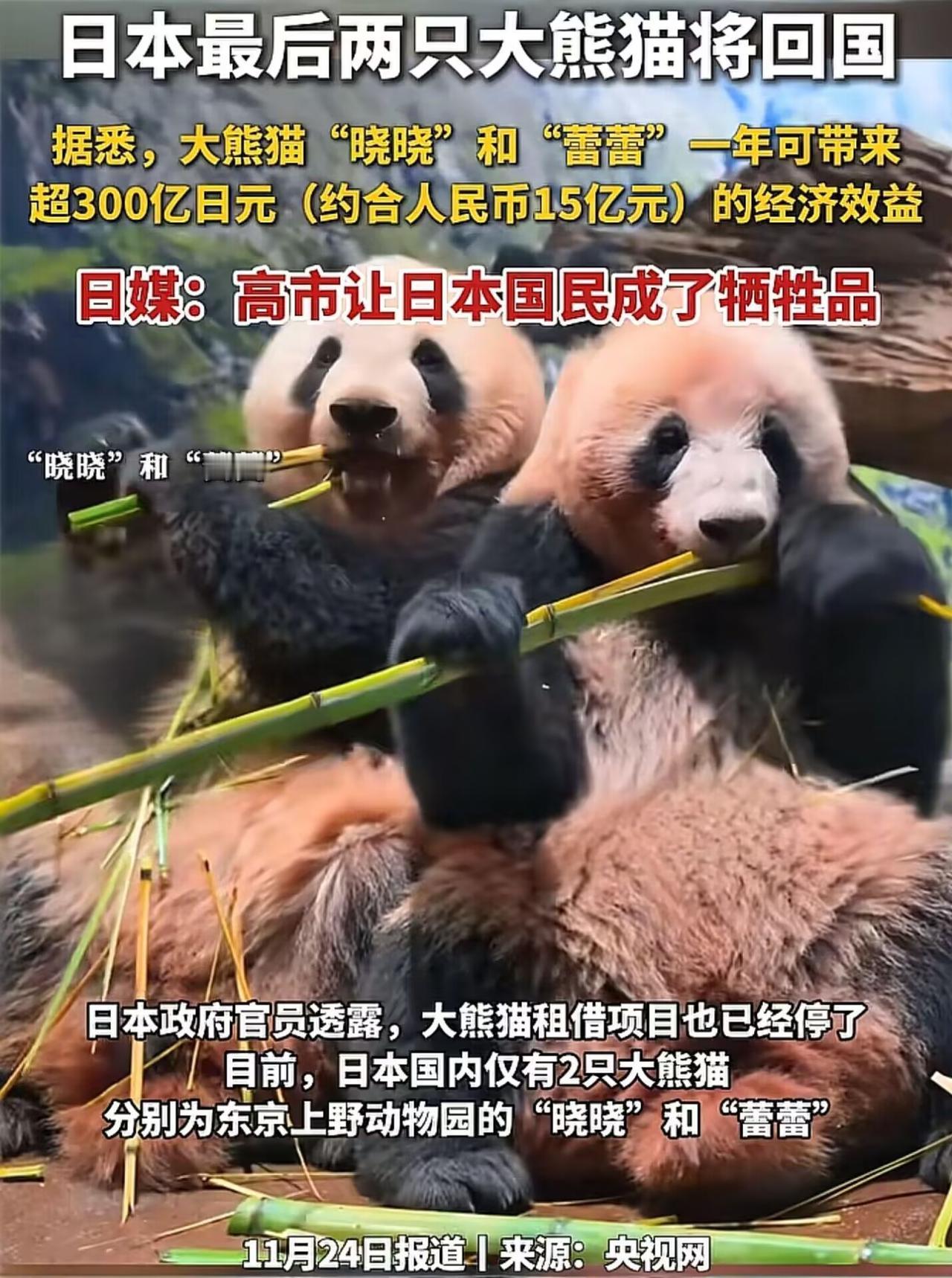日本民众：不要让大熊猫走？踩完红线还想留熊猫？日本凭啥又挑事又占便宜？

因日本