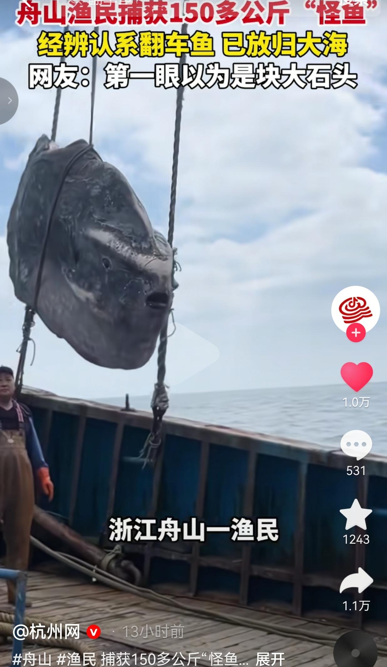 大家见过翻车鱼吗？我真的第一次见过，原来它的长相跟石头一般。

近日，在东海舟山