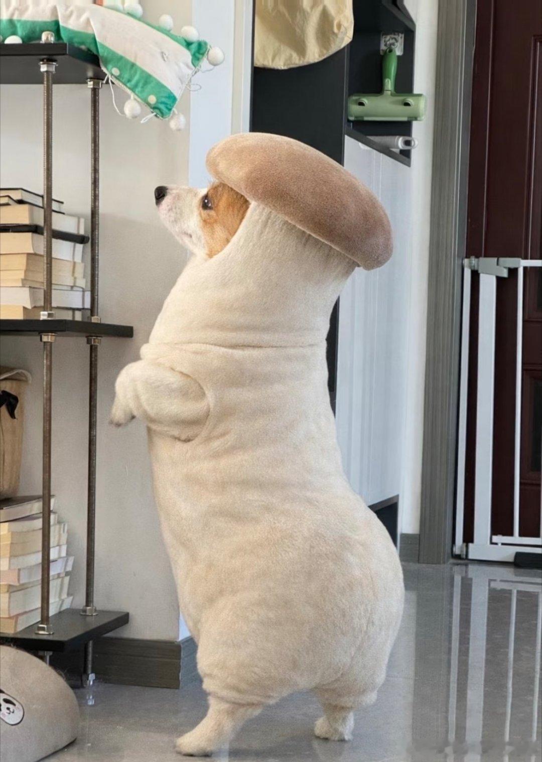 传说中的狗尿苔，哈哈哈哈哈哈哈哈哈哈哈哈哈哈哈哈哈哈哈哈哈哈 