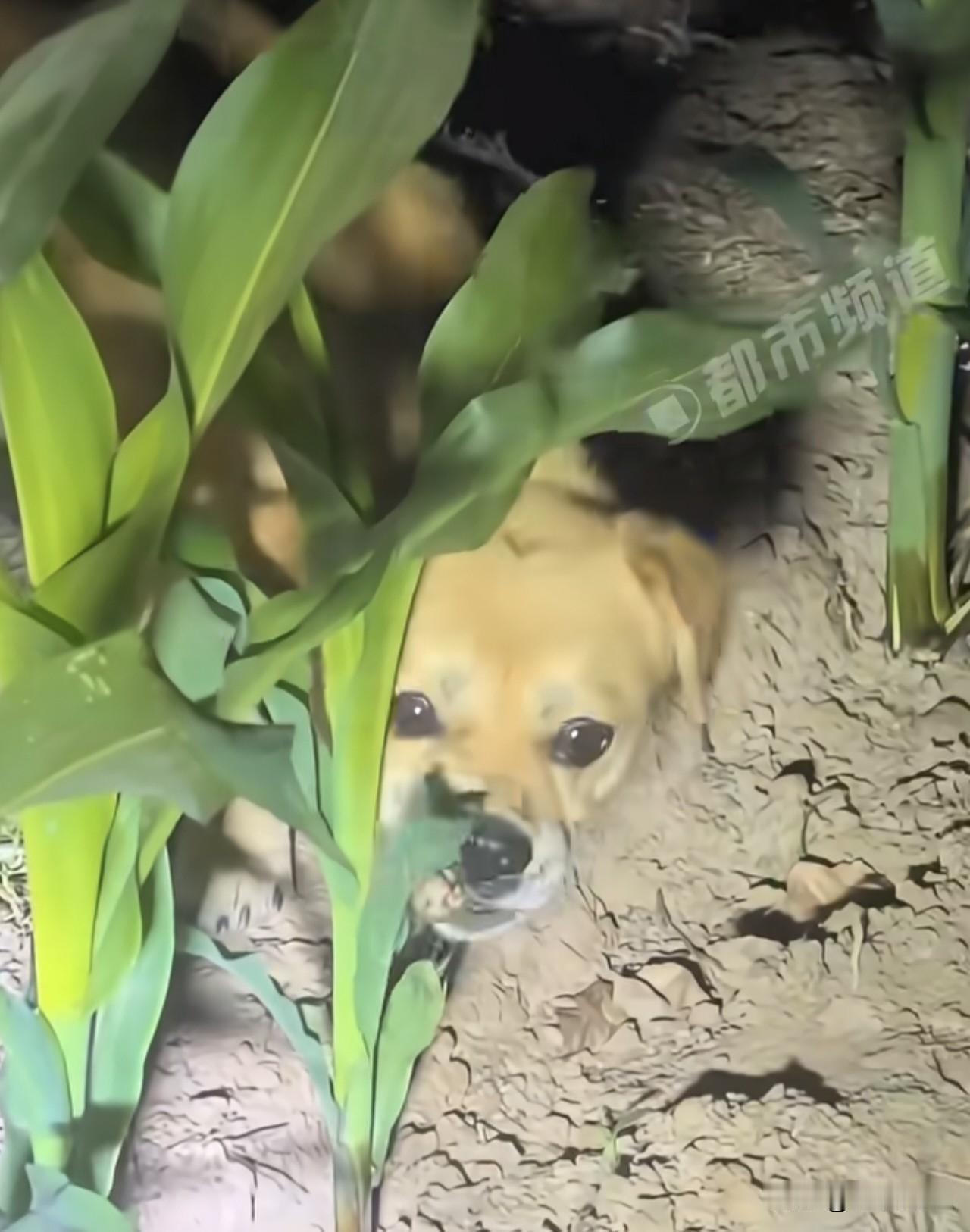 眼下正是摸知了猴的时候，这东西也叫爬蚻、爬叉，其实就是蝉没脱壳之前的幼虫，不仅人