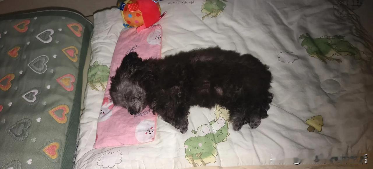 狗狗睡觉模样多可爱