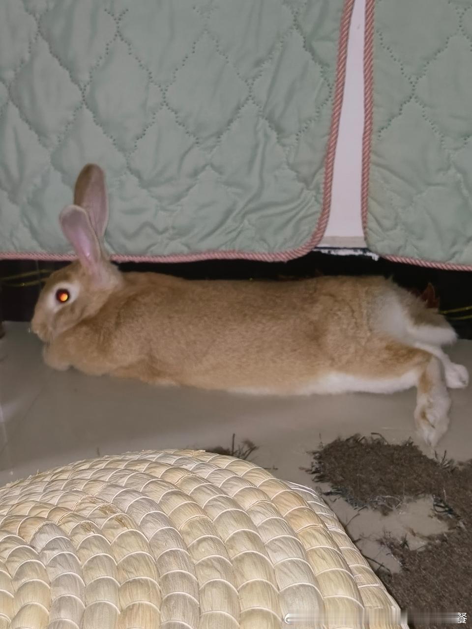 15053🐇【杀手兔】小憩中 ​​​
