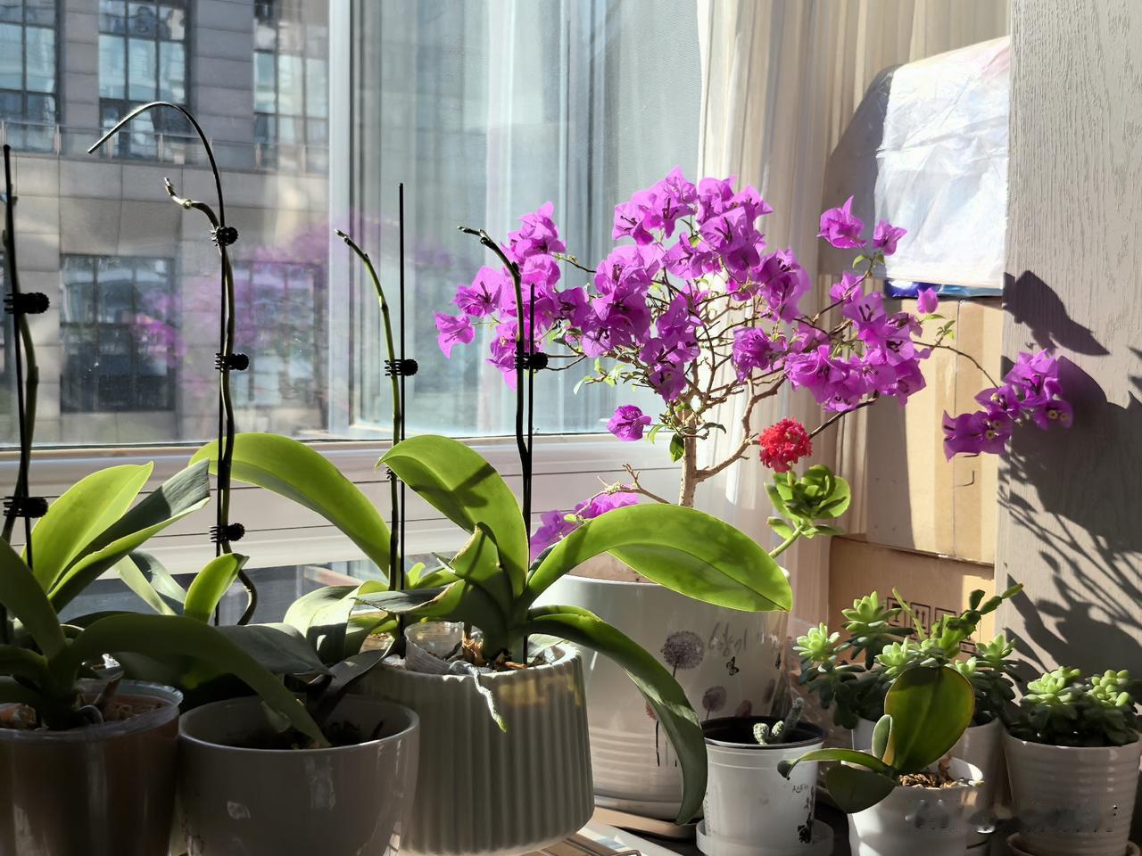 热烈开放的三角梅