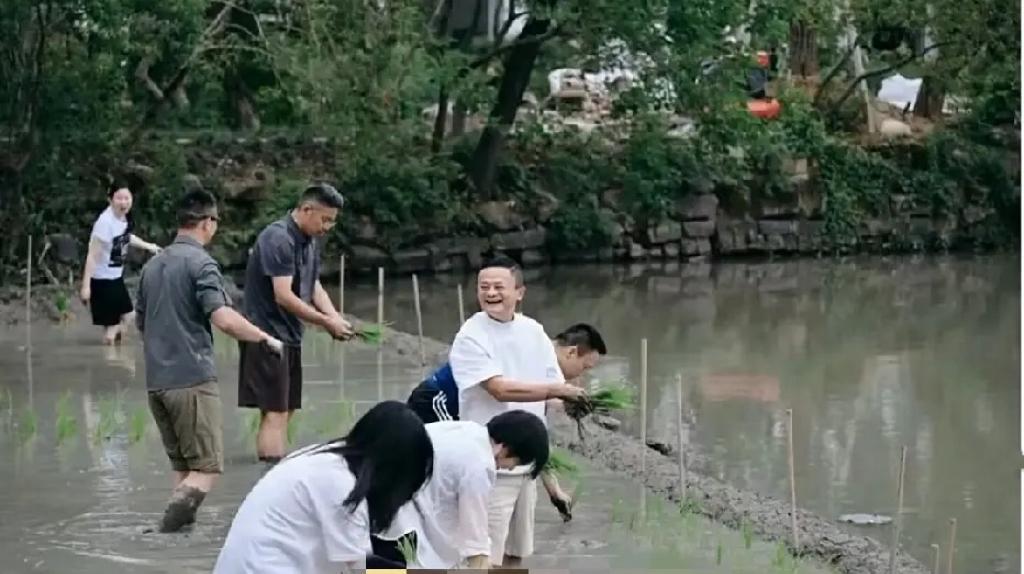 2026年6月，马云带着十几个高管在杭州郊外农田内插秧，体验生活，凝聚军心，就是