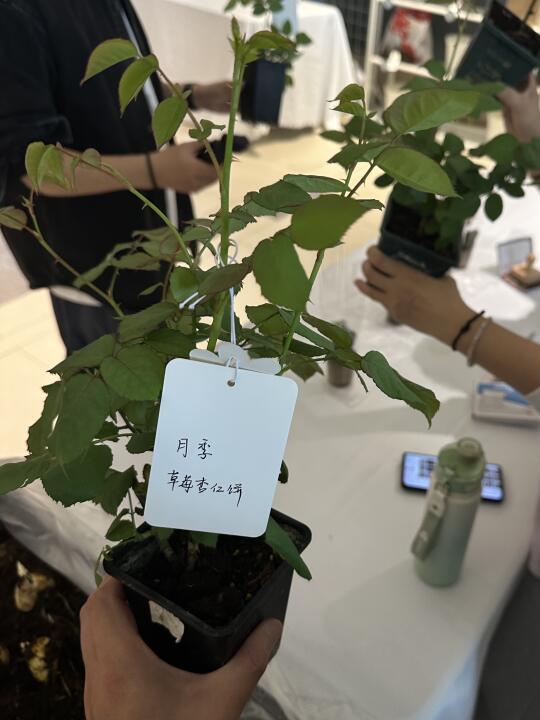 用百合换到了草莓杏仁饼