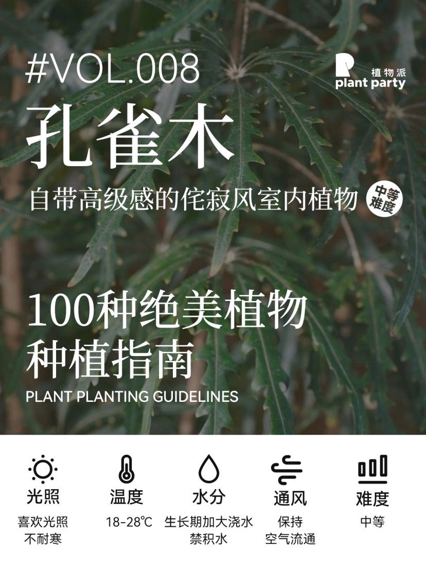 自带高级感 | 侘寂风植物 | 孔雀木最强养护