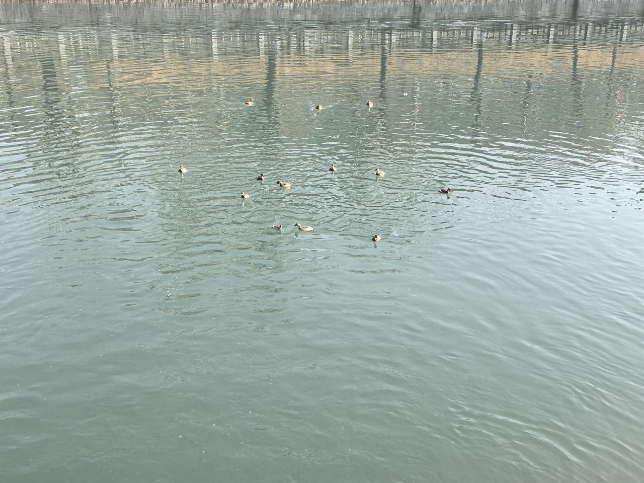打卡腊八节虽然已是寒冬，看见小鸭子欢快地在水中游来游去，似乎告诉我们春天马上就来