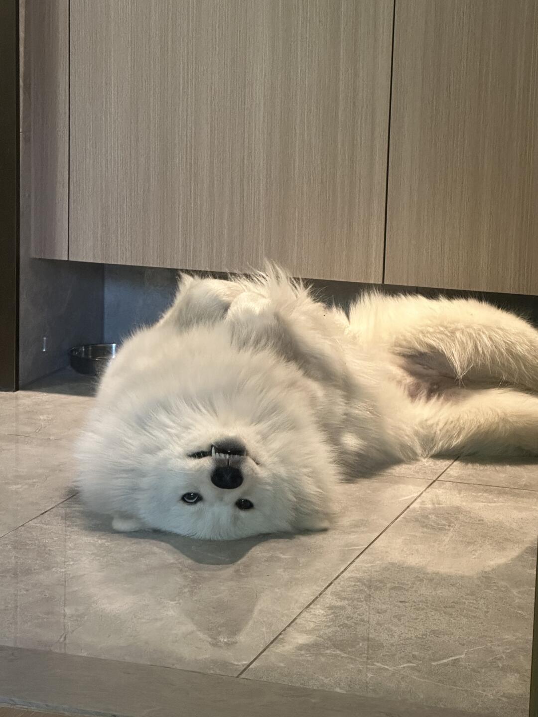 狗狗一直保持这个动作盯着我是什么意思