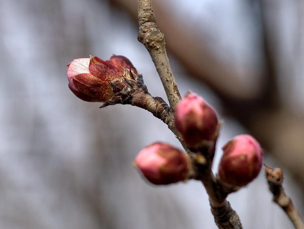 春天的花开了，元宵节快乐！！