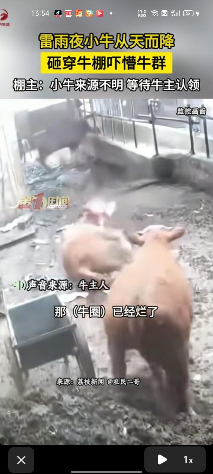 7月8日，毕节市威宁县。网友晒出监控视频，下大雨打雷，一只小牛从天而降咋穿牛棚，