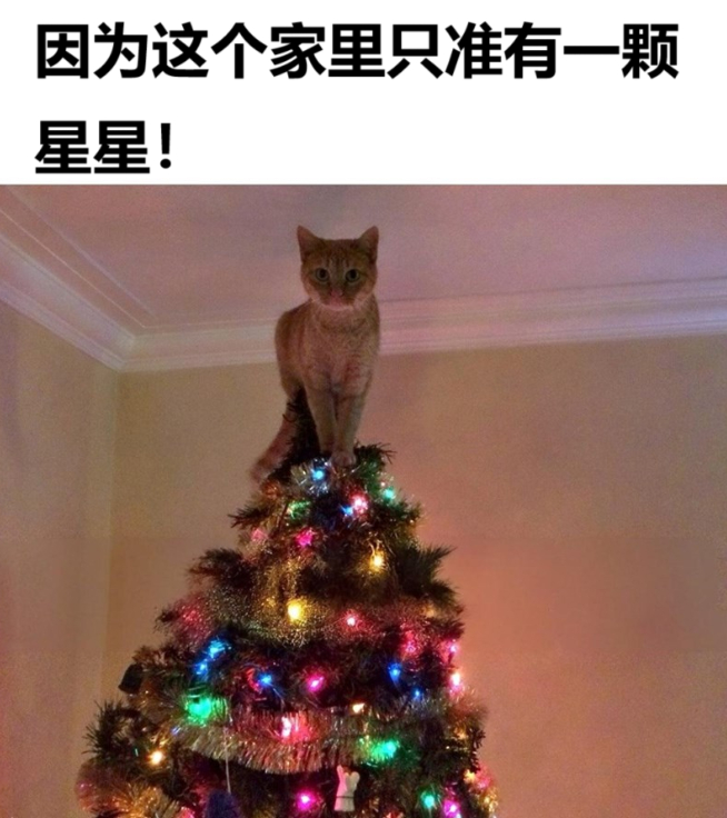 圣诞猫🎄🐱 