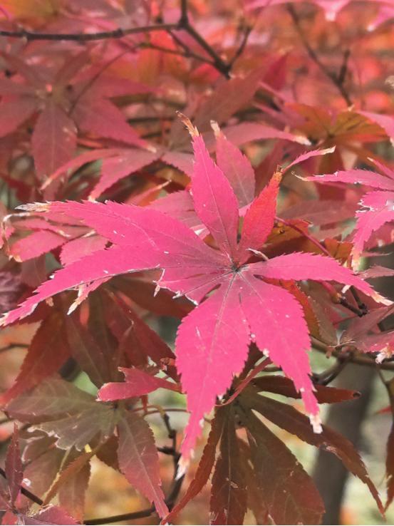 现在人的思维是怎么回事，我只是写了在成都都江堰旅游时所见所感，评论区居然把我的微