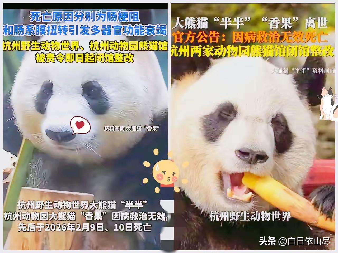 杭州最近火了，把一手好牌打得稀碎！
原因是接连养死了五只国宝大熊猫，最近去世的是