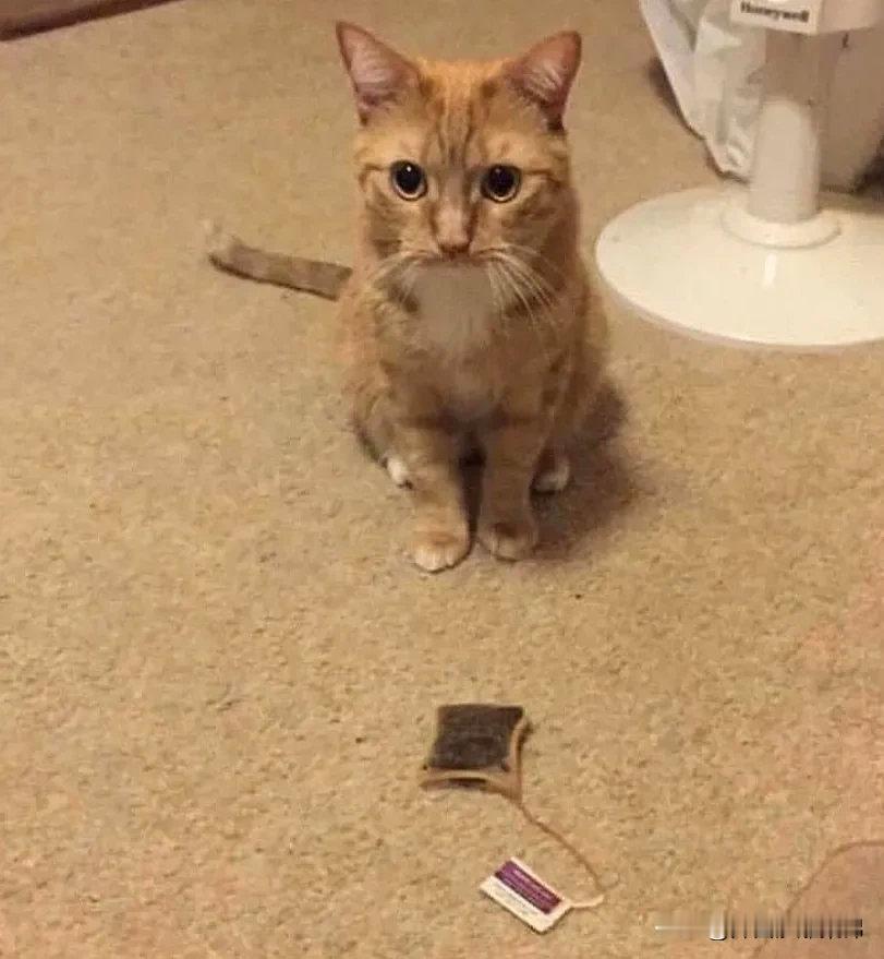 当你哀叹茶包没有时，[捂脸]福至心灵的猫猫掏出她珍藏已久的茶包递给你~