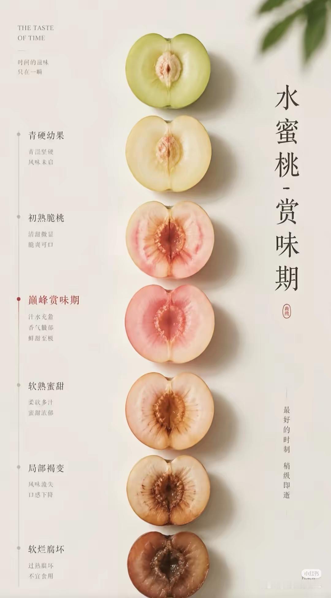 水蜜桃从出生到消失的周期，