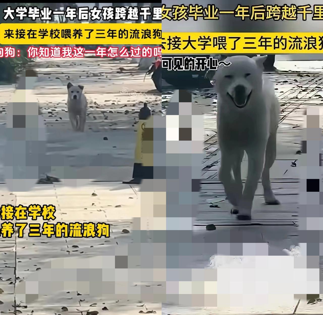 谁懂啊！三年的温柔投喂，真的能刻进狗狗的记忆里！
 
       大学女生毕业